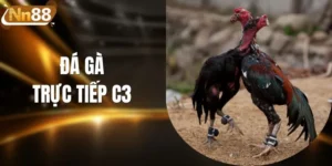 Đá Gà Trực Tiếp C3 - Link Xem Trực Tiếp Thomo Full HD