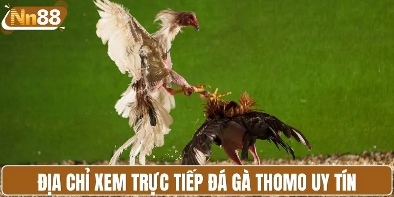 Giới thiệu địa chỉ xem trực tiếp đá gà Thomo uy tín