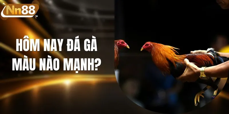 Hôm Nay Đá Gà Màu Nào Mạnh? Luận Giải Chi Tiết 2026