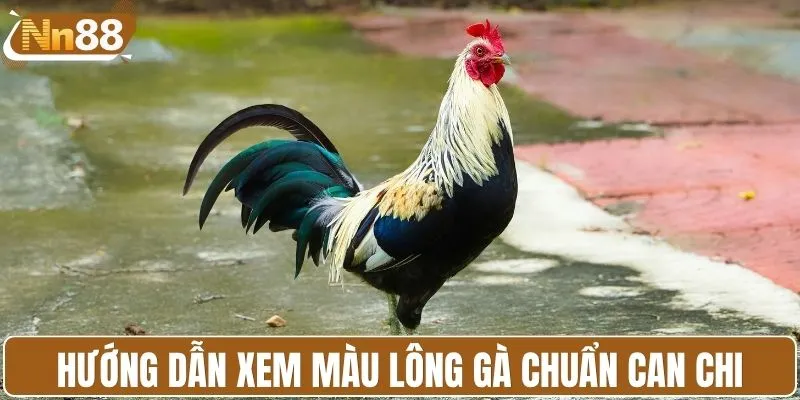 Hướng dẫn xem màu lông gà chuẩn Can Chi