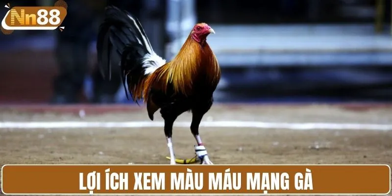 Lợi ích xem màu máu mạng gà