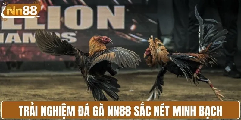 Trải nghiệm đá gà NN88 sắc nét minh bạch