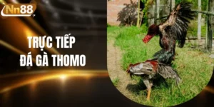 Trực Tiếp Đá Gà Thomo - Xem Thi Đấu Full HD, Không Lag