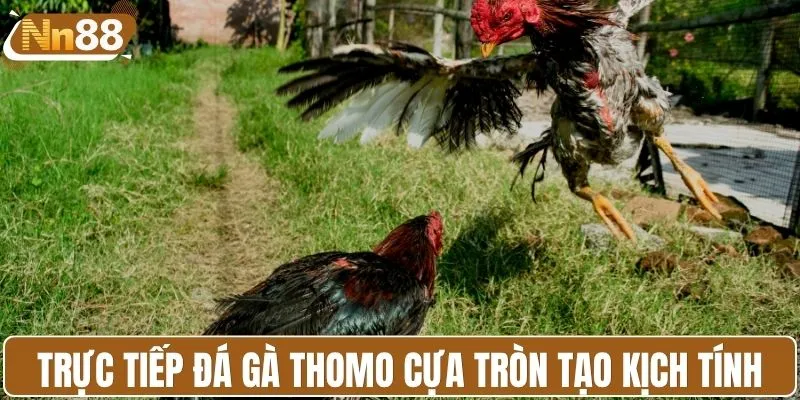 Trực tiếp đá gà Thomo cựa tròn tạo kịch tính
