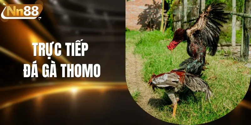 Trực Tiếp Đá Gà Thomo - Xem Thi Đấu Full HD, Không Lag